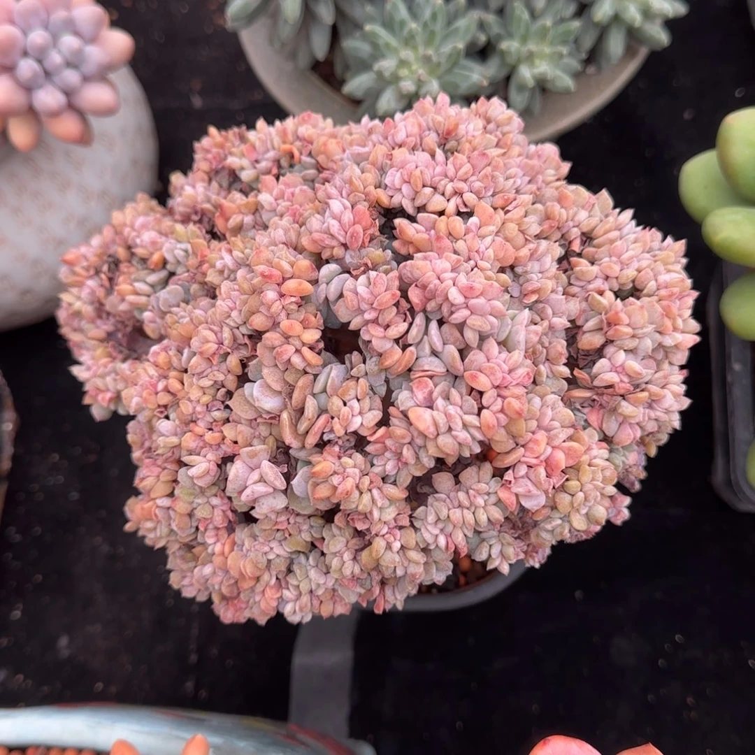 雪精灵小树（朵朵缀）