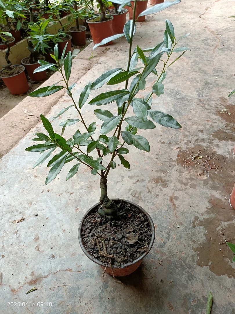 金弹子盆景绿植素材,直播间选货,不支持盲拍。