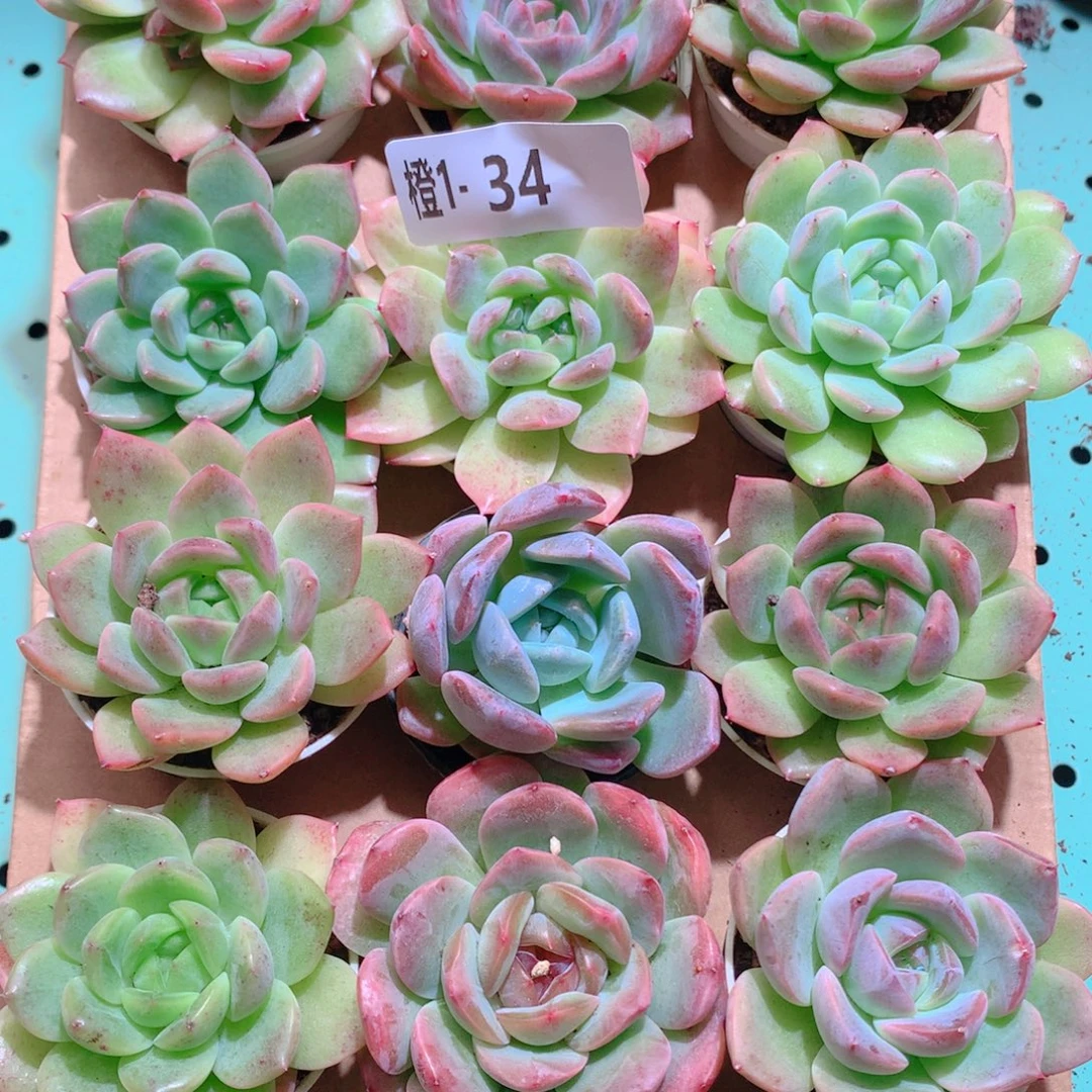 1-34一物一拍多肉带盆18颗