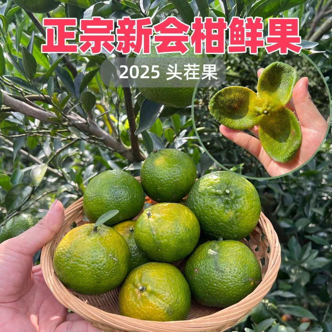 【小果】2025新会柑原枝新鲜果柑陈皮柑可制新会陈皮茶