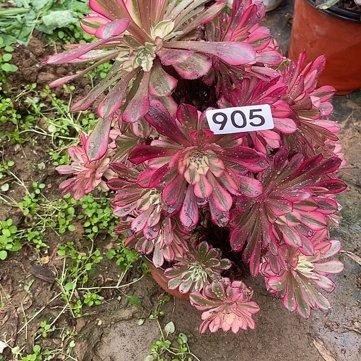 红同白妖桩905多肉不包断