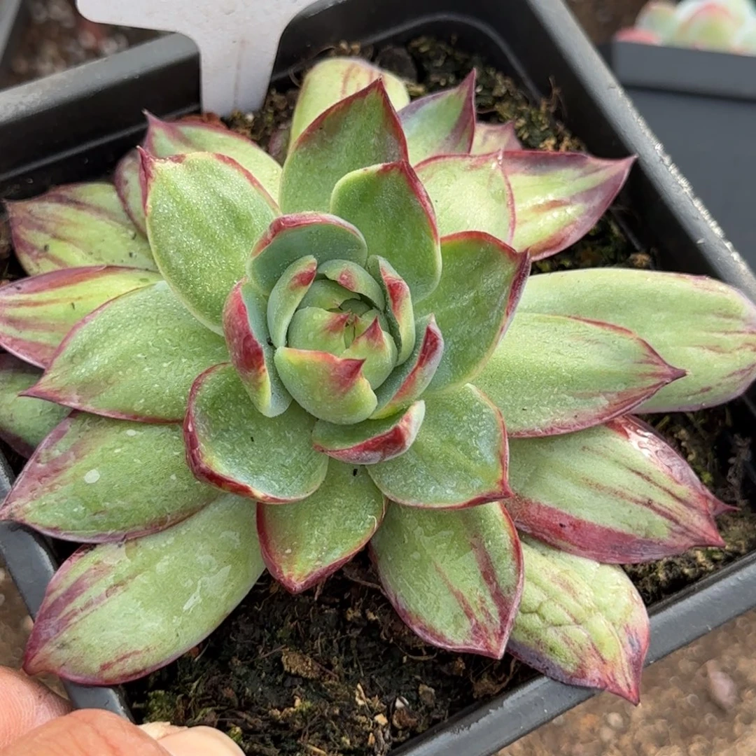 惊鸿一物一拍包装收缩花旱437