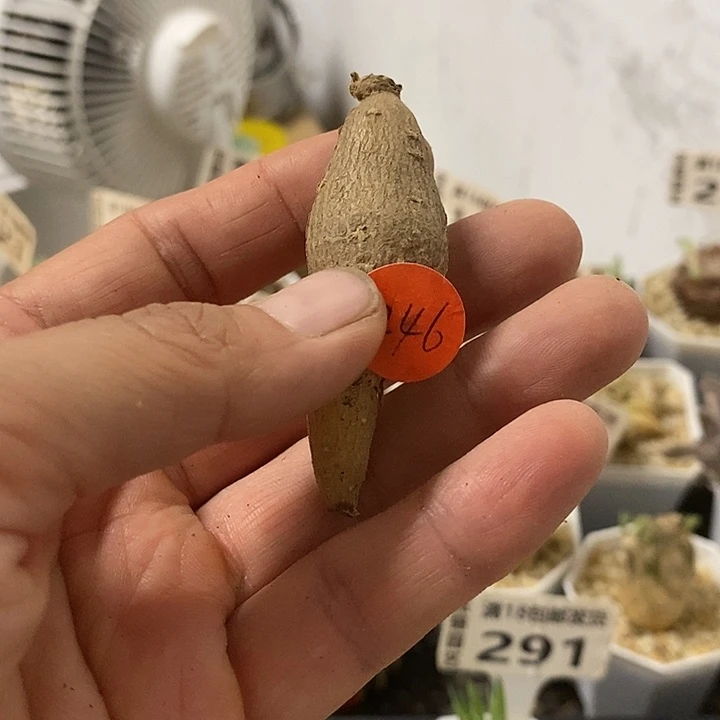 246紫花厚敦菊一一一一一一一