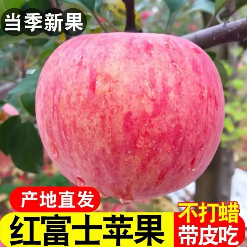 【买五斤送五斤】正宗陕西红富士苹果脆甜多汁
