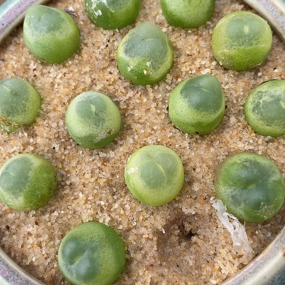 2231紫皮拉登样品1颗。