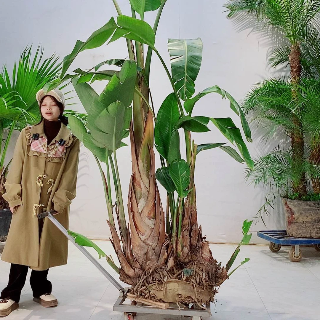 洋*曦45676543234564