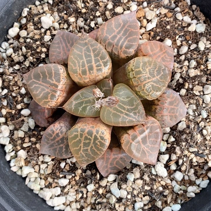 康平101一颗。 随机发货。  福利。