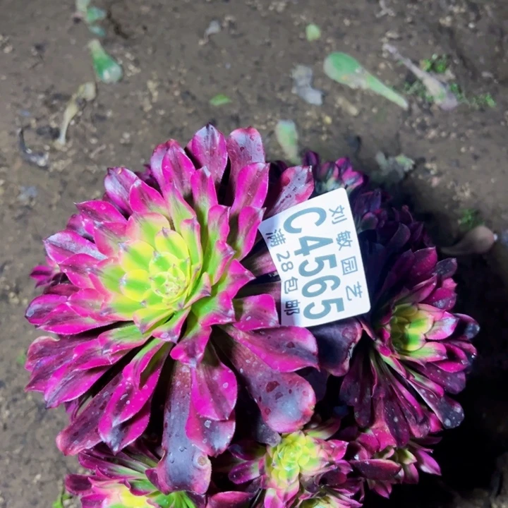 4565多肉植物法师法师