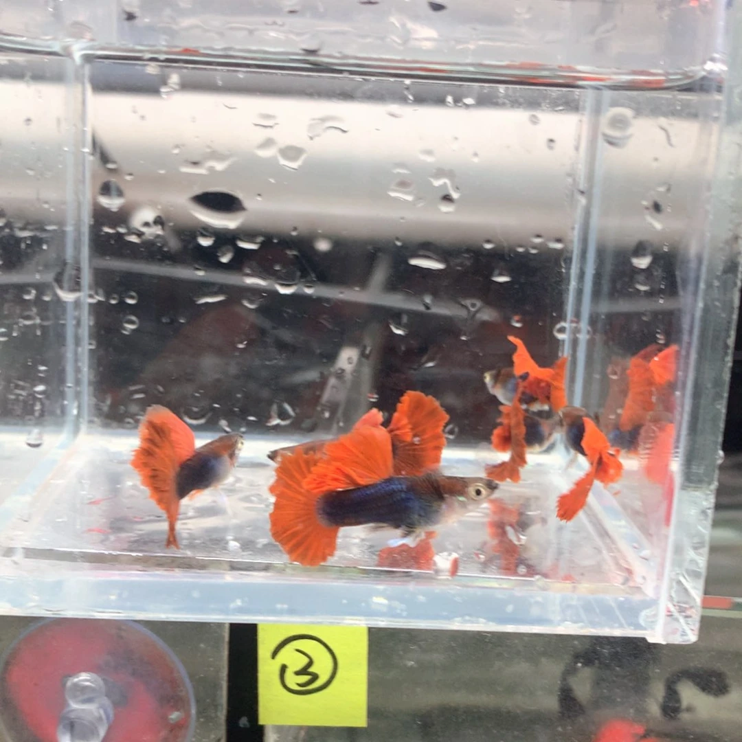 孔雀鱼甜菊花帆褶扇6公