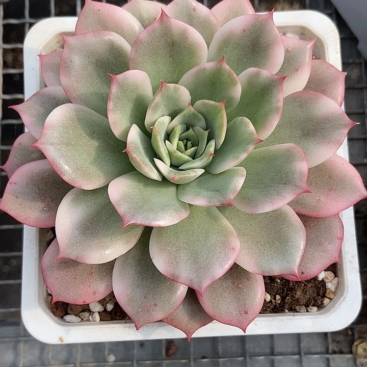 粉艾丽卡锦多肉植物