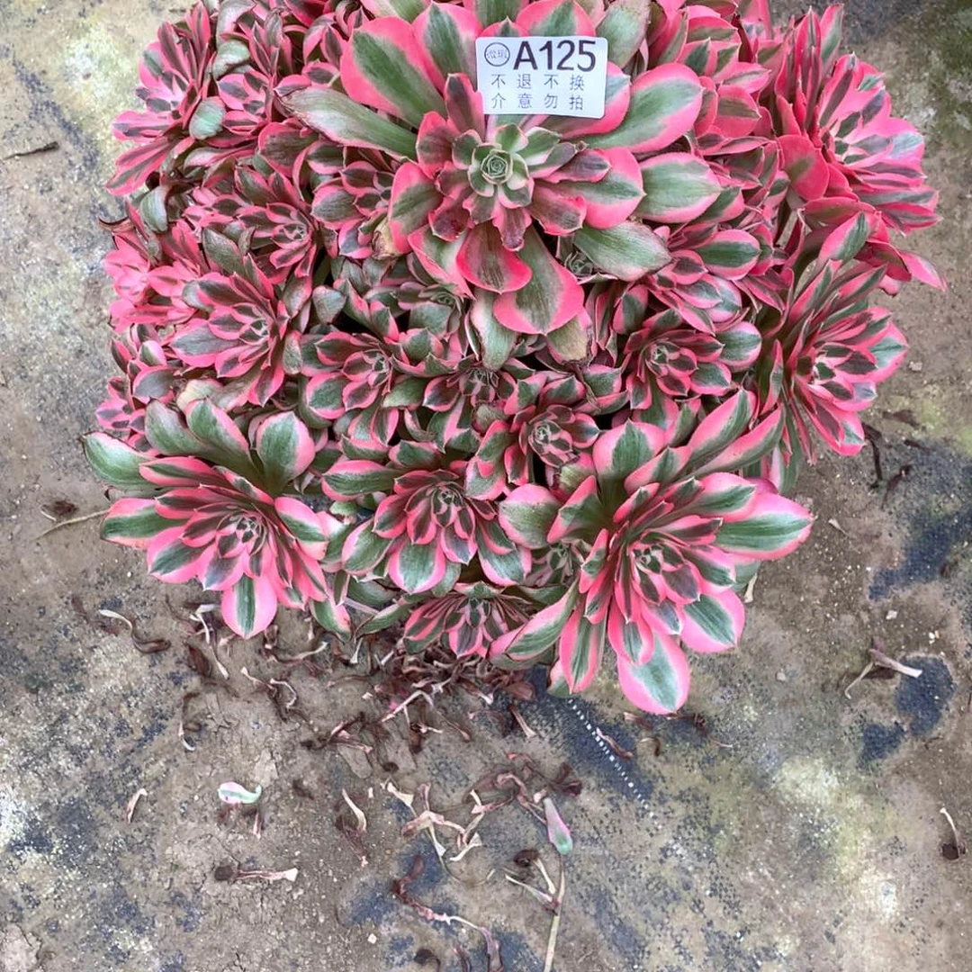 东**姐多肉植物胭脂雪125