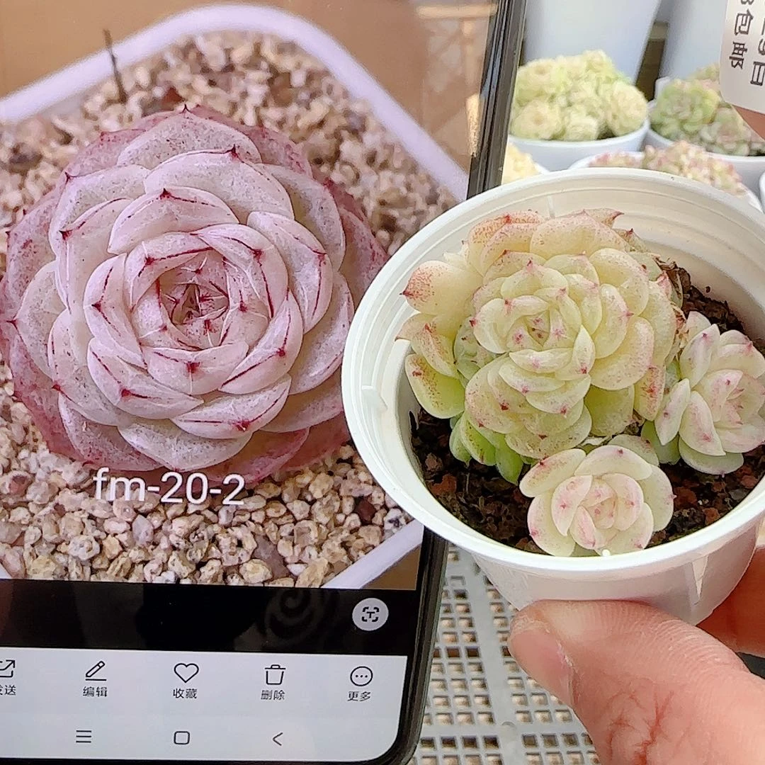 1129-2（fm-20-2）优选