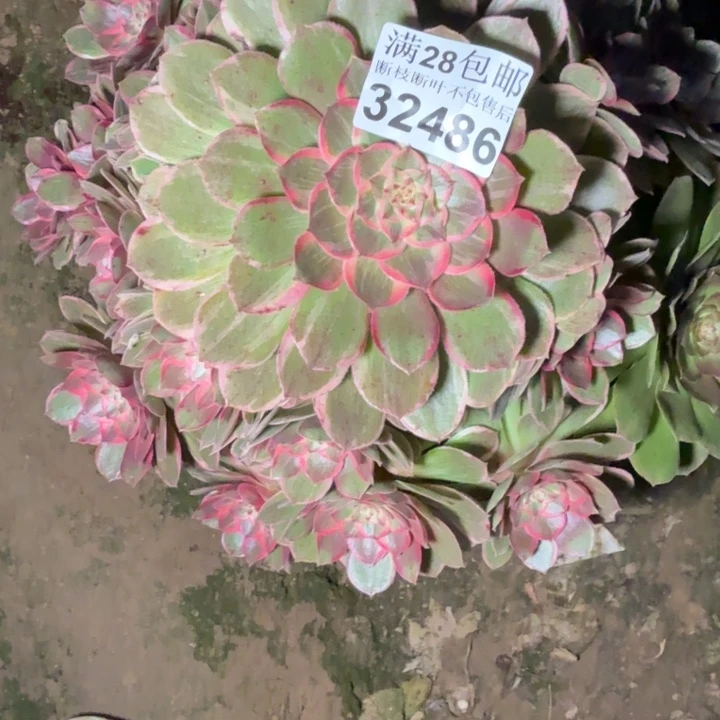 32486莲花座多肉植物