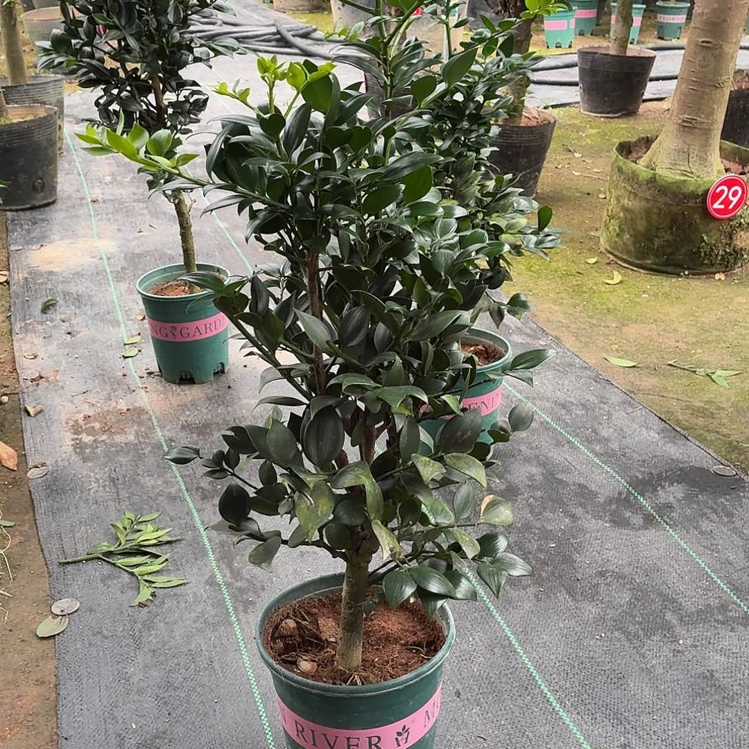 完全开放竹柏老桩一物一拍顺丰包邮