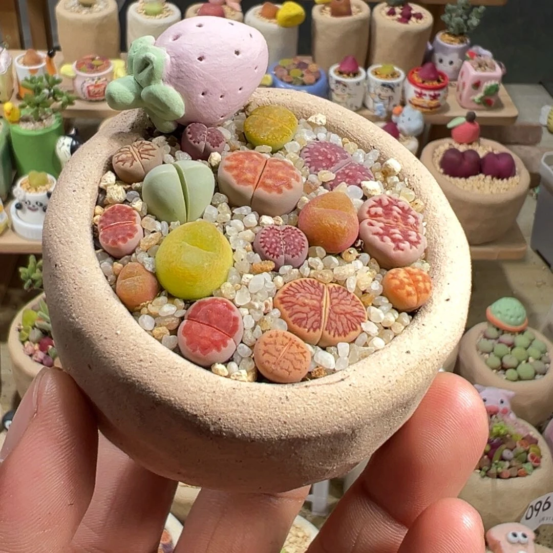 多肉植物实付9.9包邮3