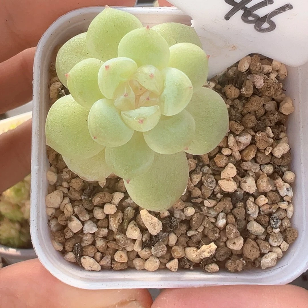 466号奶油财富晗雨多肉