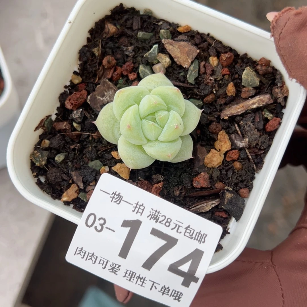 白泽，多肉多肉多肉多肉