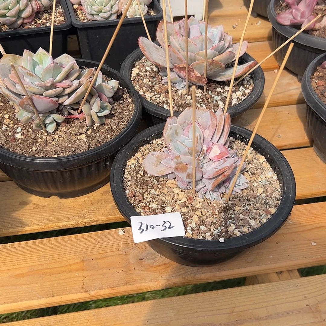 黄***?310-32奶茶组合3颗多肉