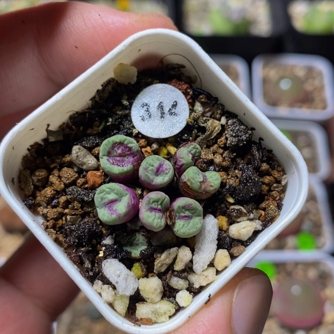 夏****专拍漂亮多肉植物314
