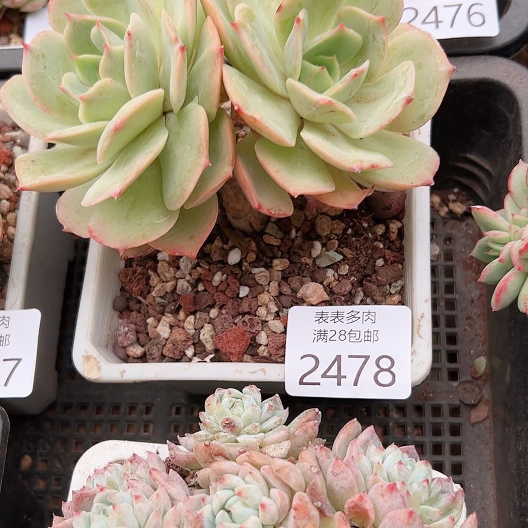 小***哥多肉一物一拍植物2478