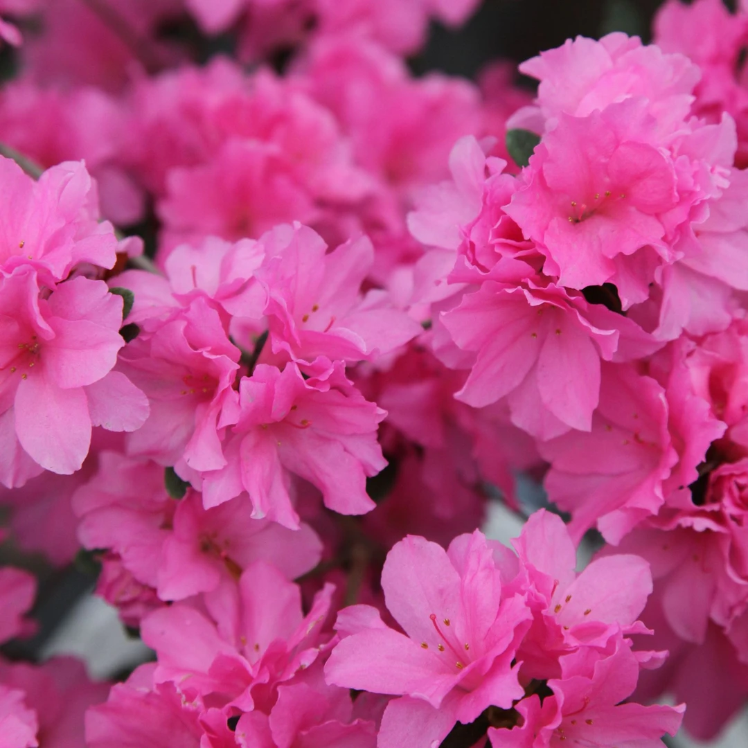 裕华杜鹃【胭脂蜜】杜鹃花