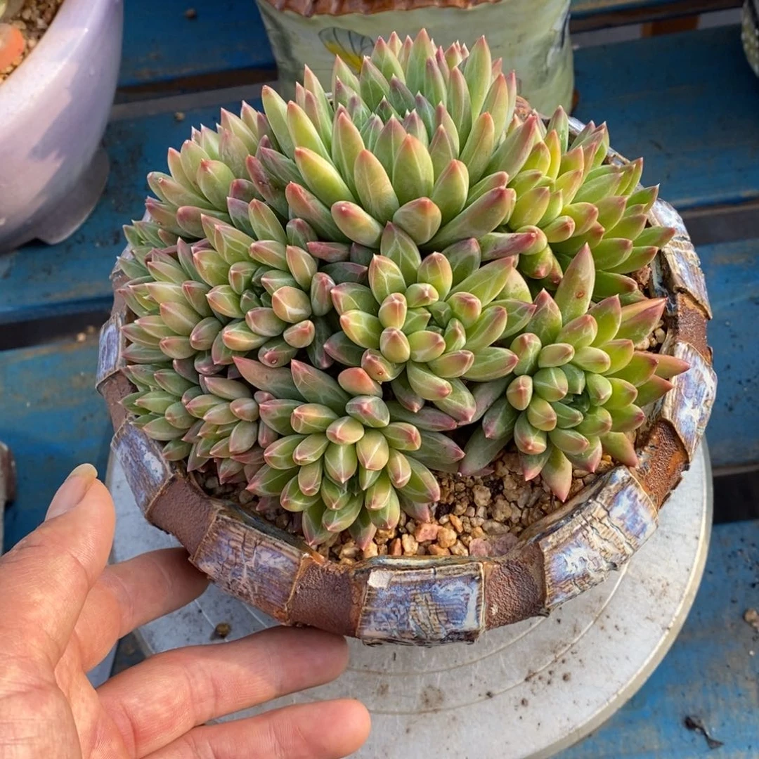 发货多肉植物一物一拍