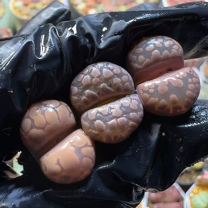 毒****生石花11112。  297