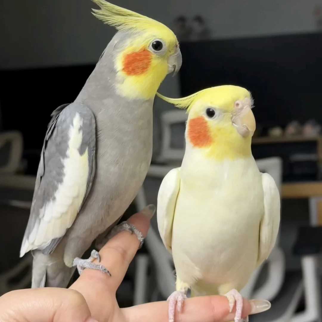 手养玄凤鹦鹉【直播间  一物一拍】