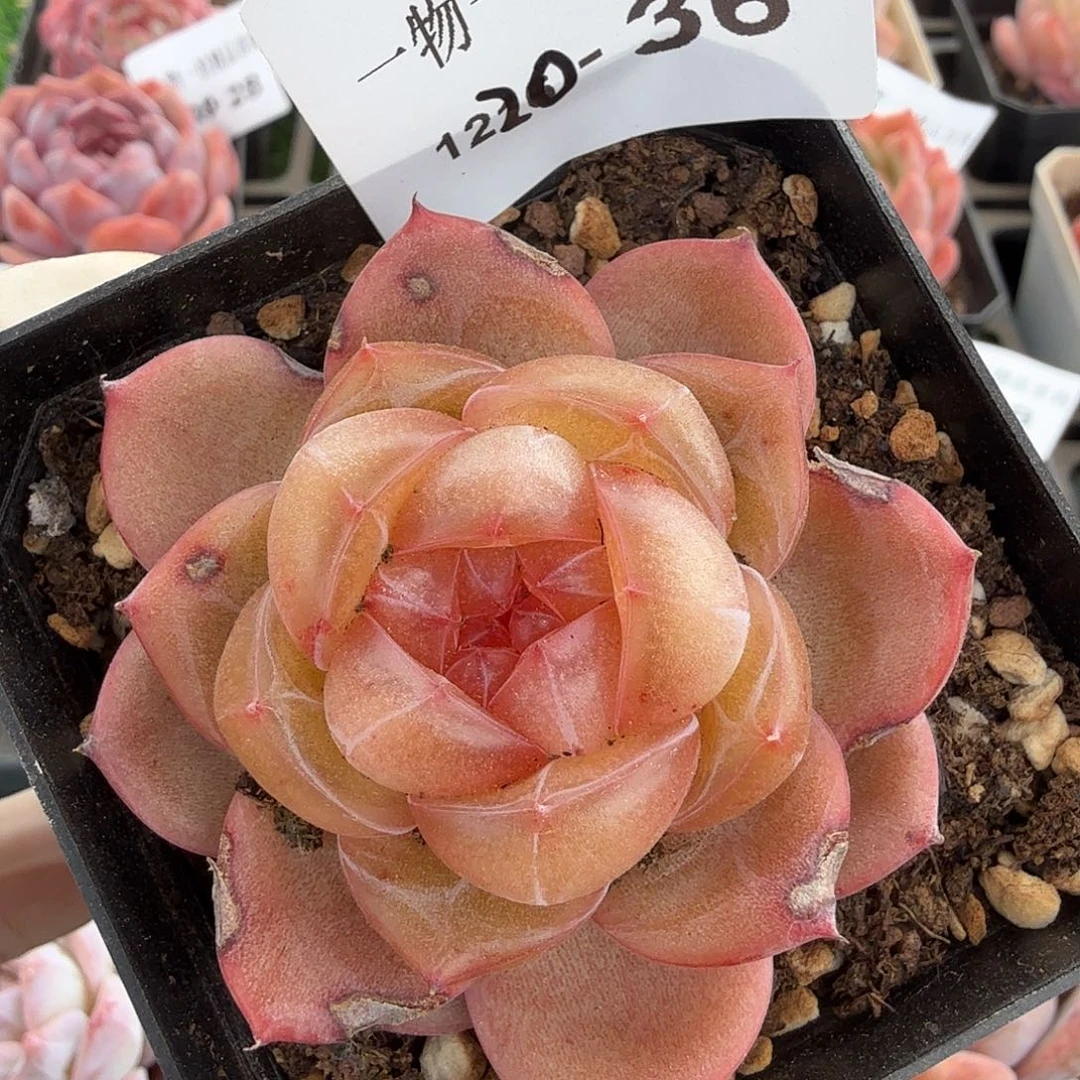 1220-36多肉一物一拍