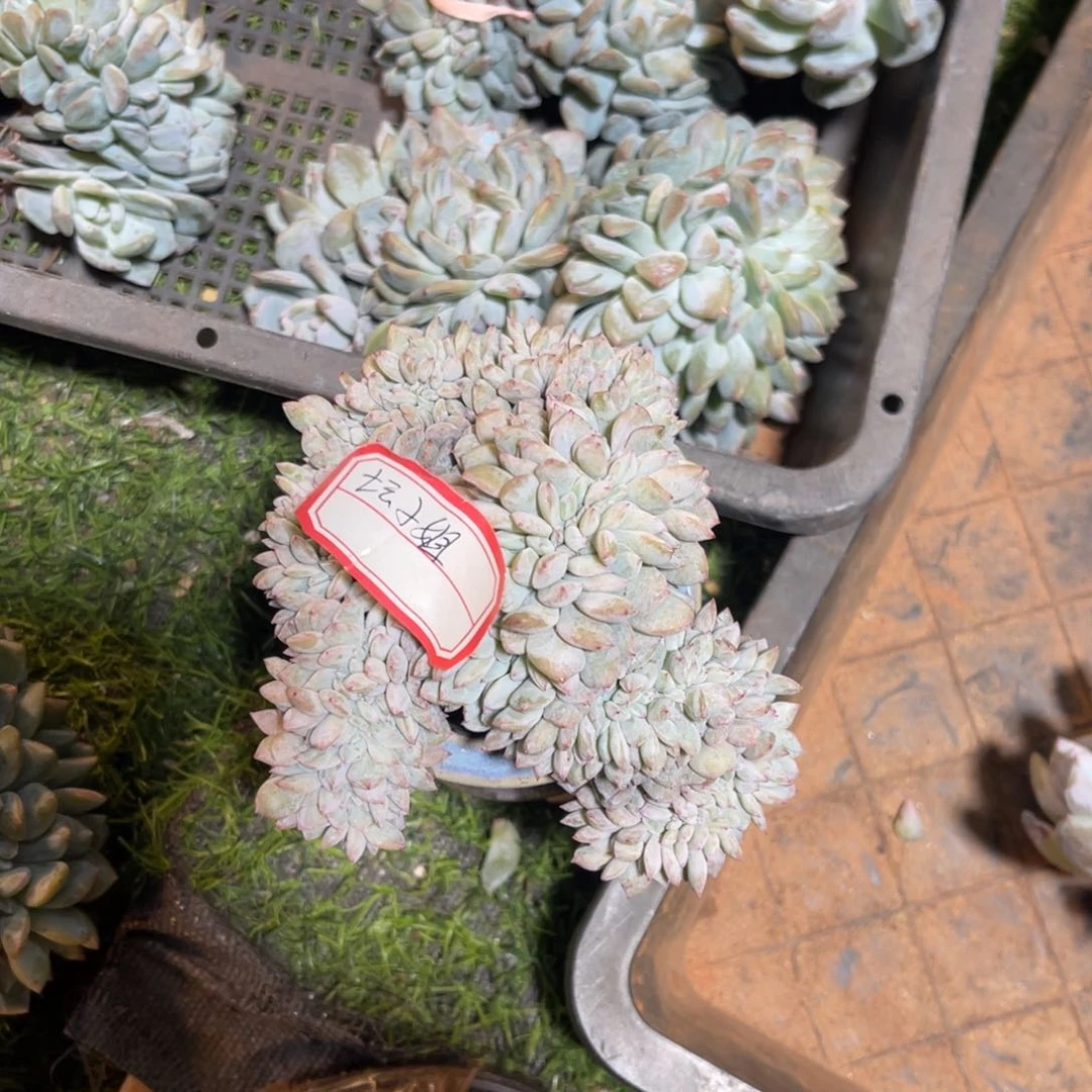 坛*姐1111111111111111