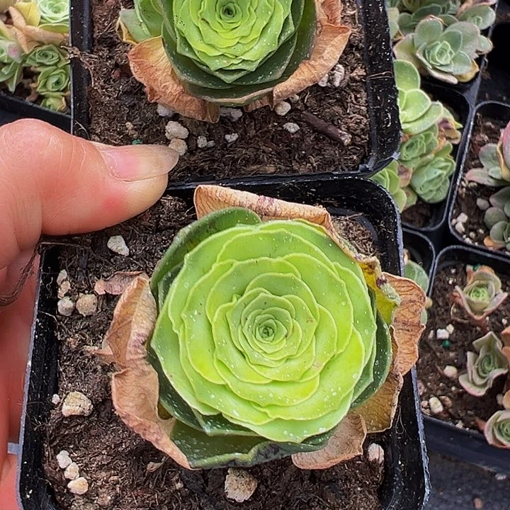 小*精品系列山地玫瑰