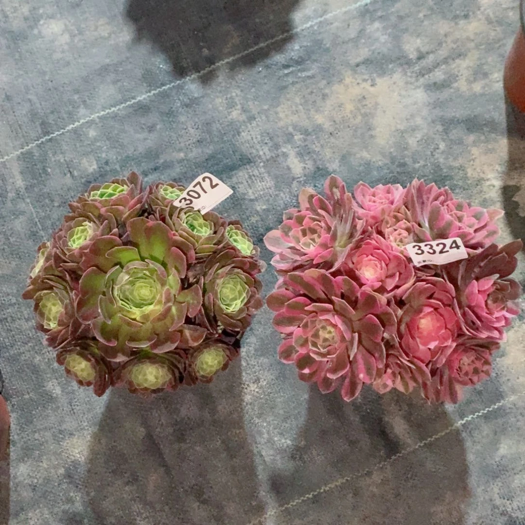 组合30723324多肉1111