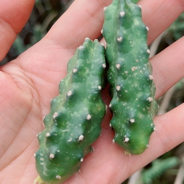 水仙情郎侧芽  3颗