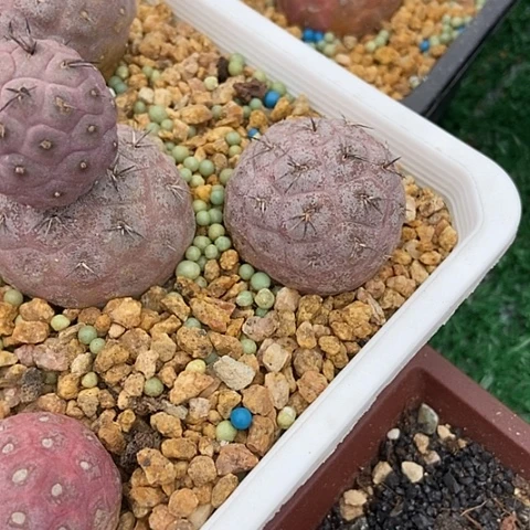 月**雨仙人掌有根习志野