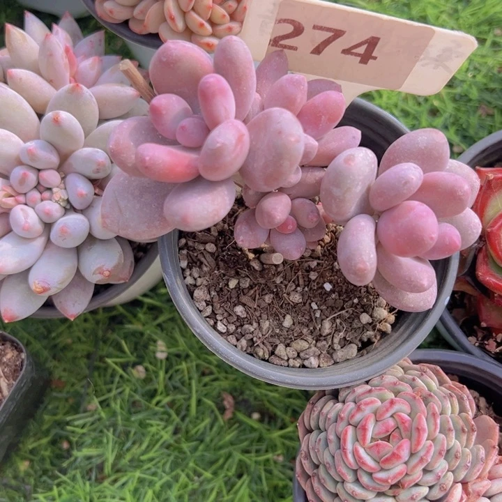 健健康康平平安安