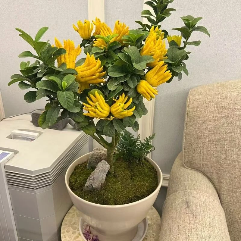 红花佛手苗绿植花卉盆栽可地栽室内室外均可种植