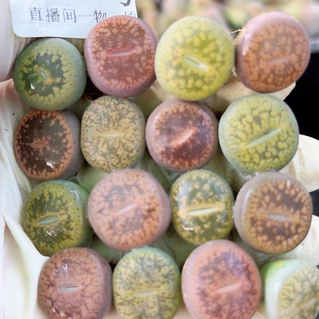 8592 好养易活生石花大母本16个1.5cm左右