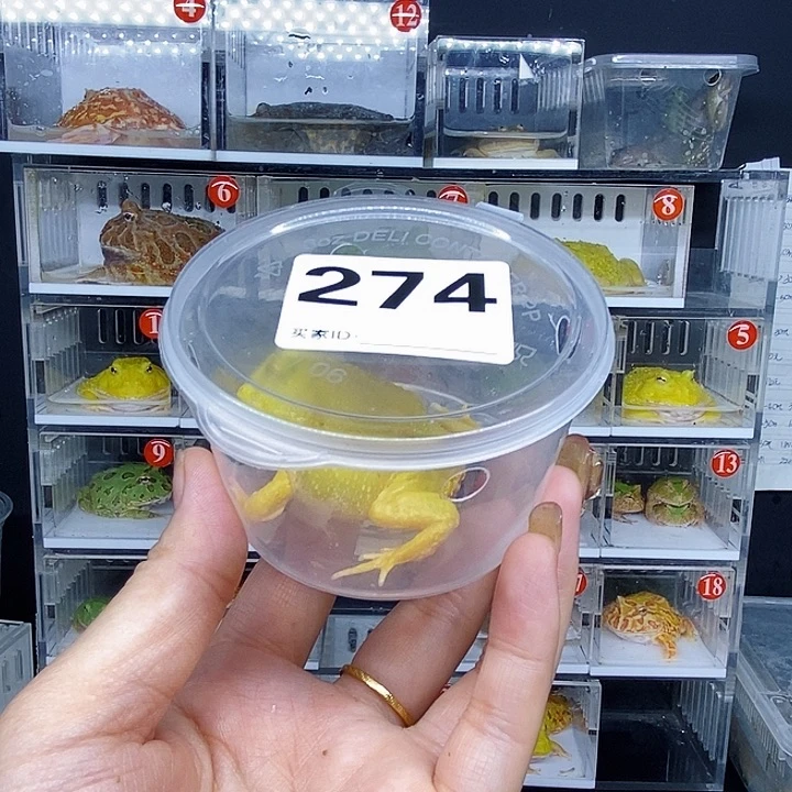 特价秒杀特价蛙蛙