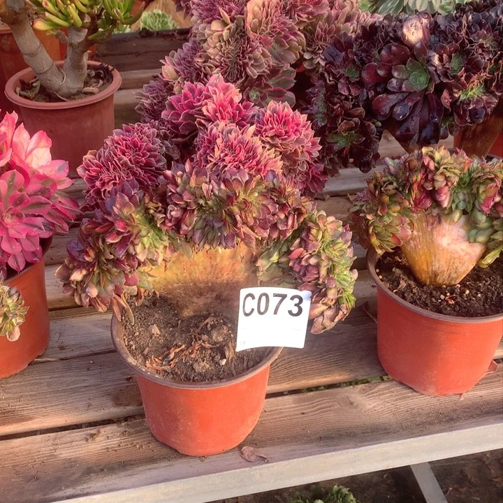 073抹茶缀多肉法师