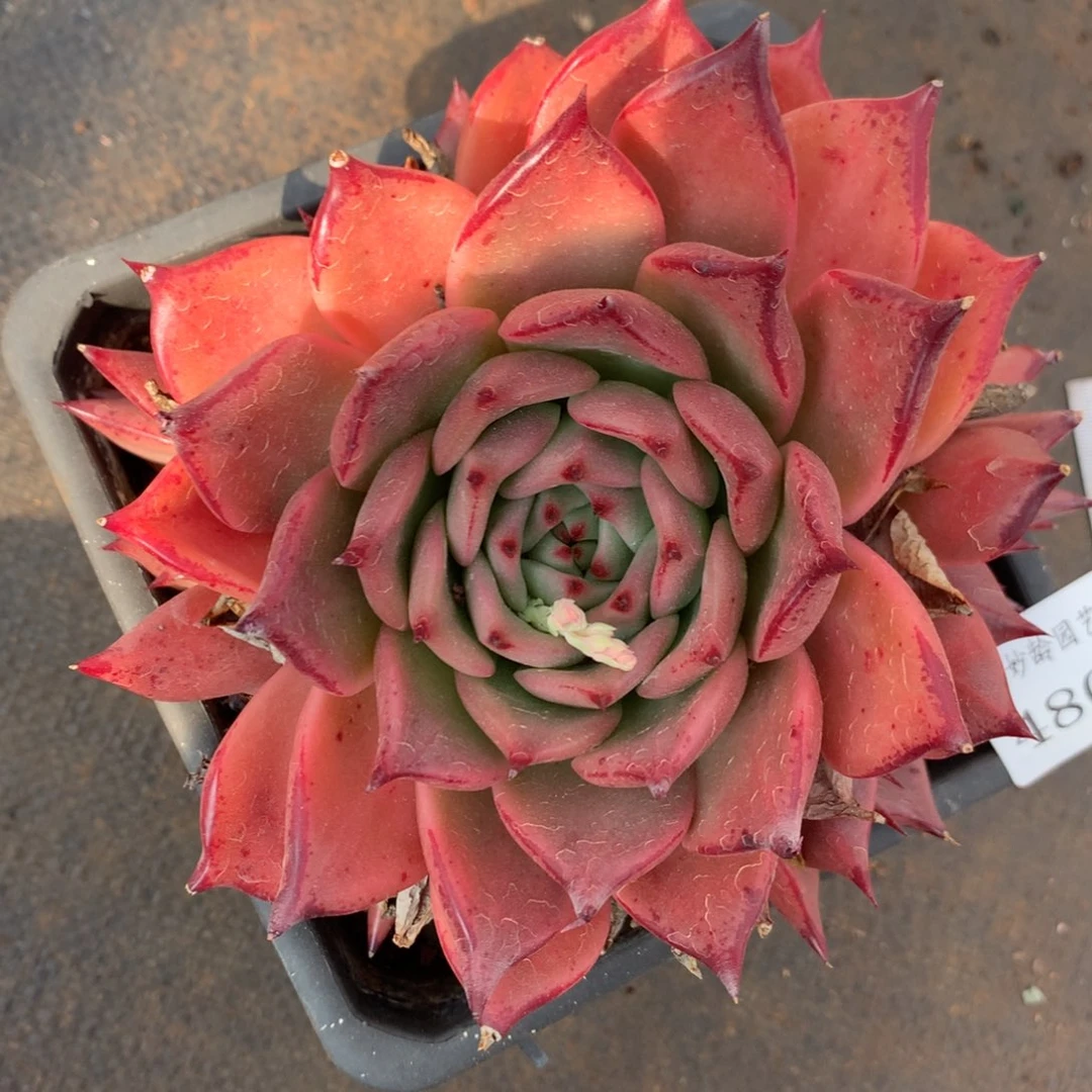 480199杂交精品基地14厘米