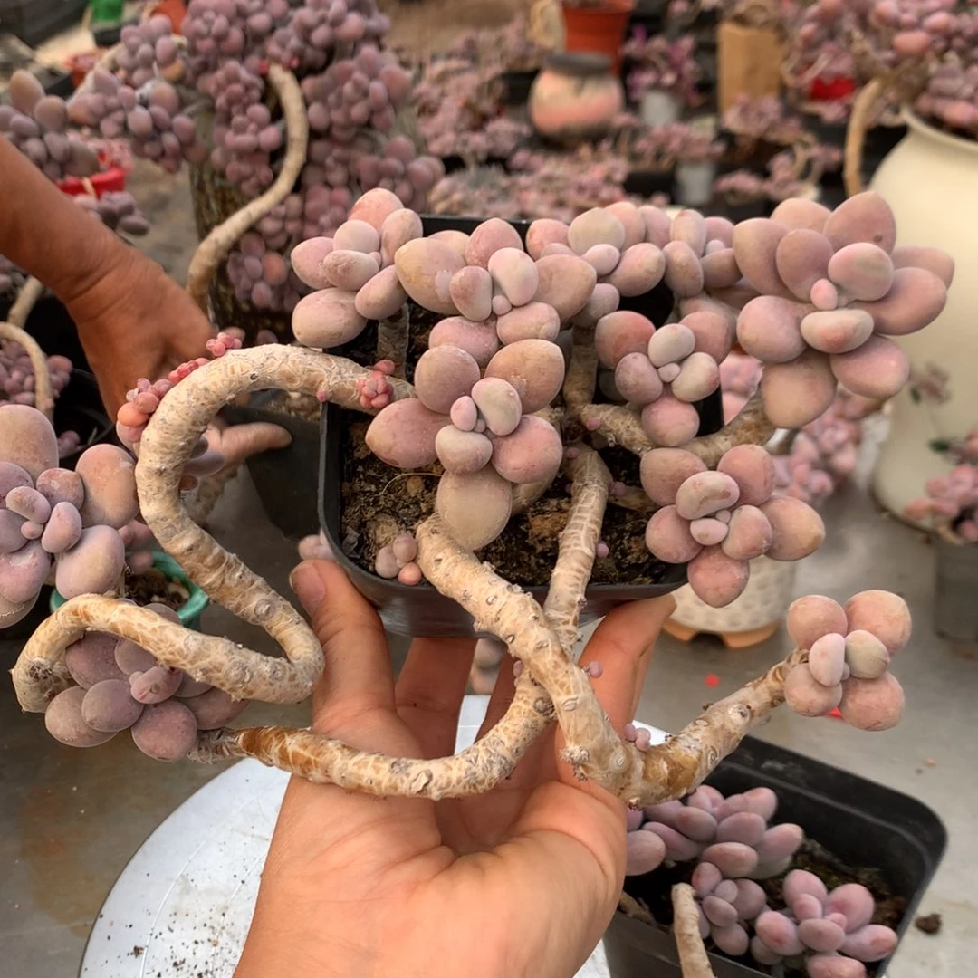 桃蛋老桩不带盆7号