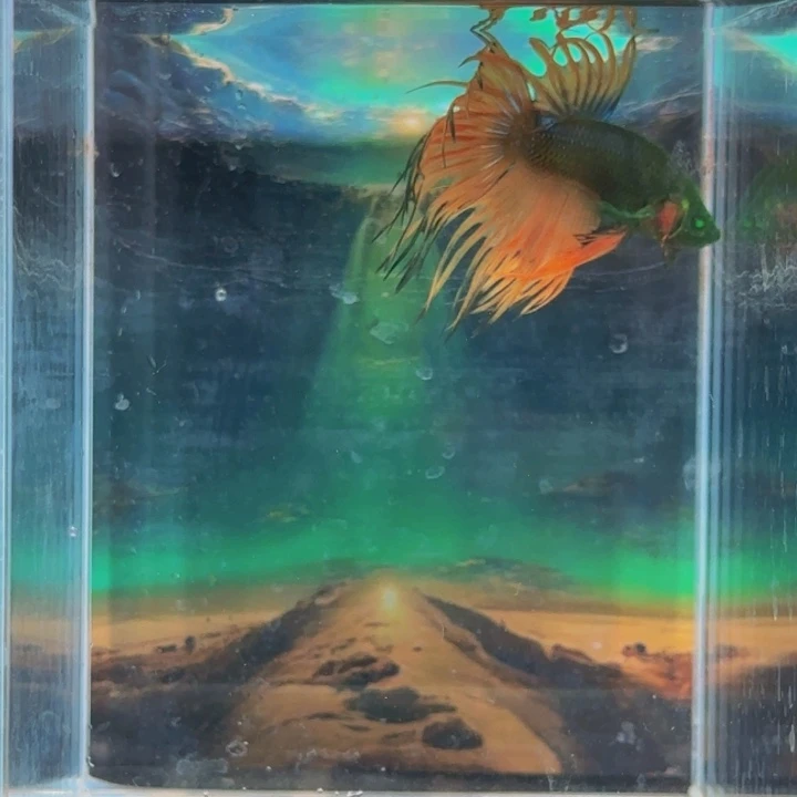 紫印母鱼哈哈真的超级喜欢这种