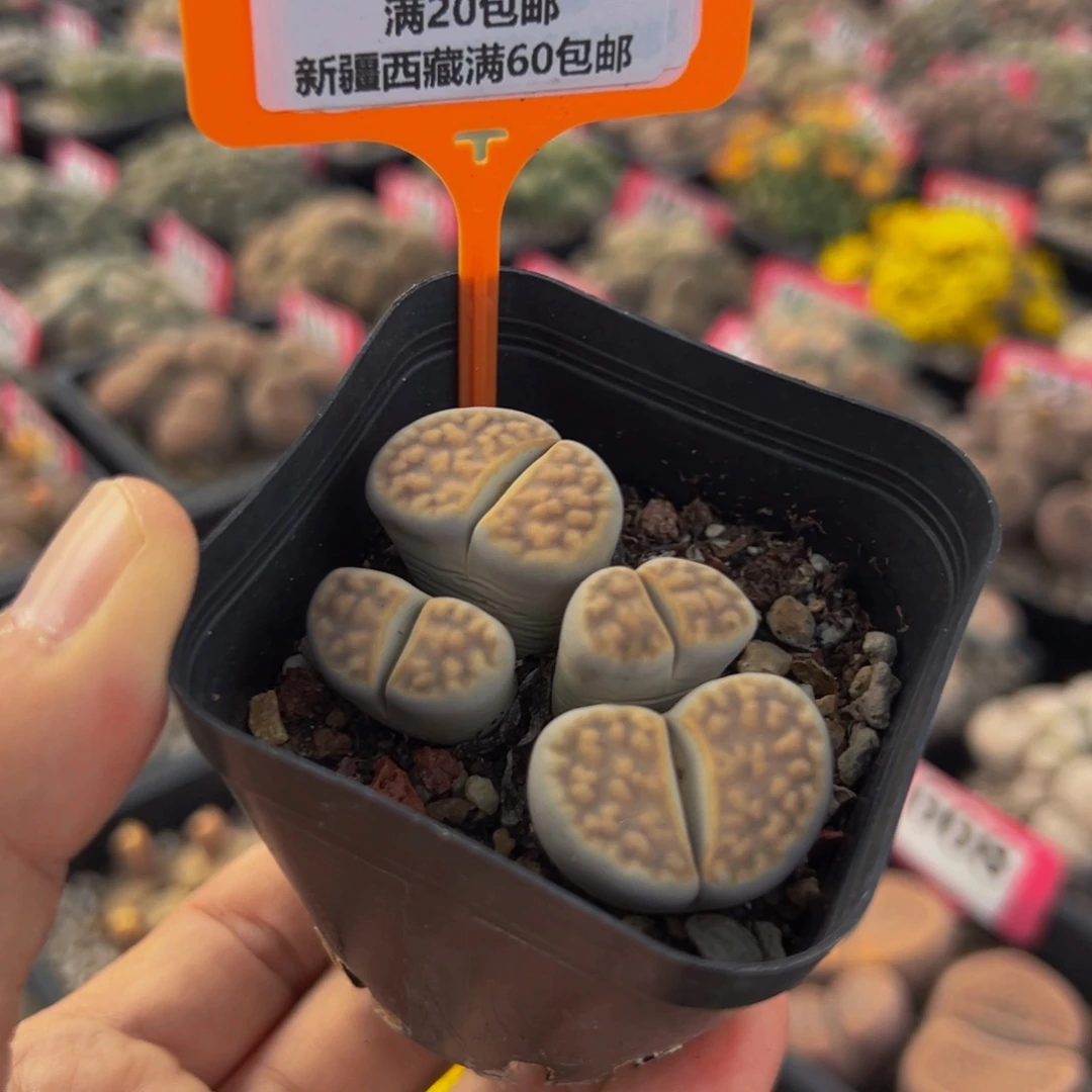 592 一物一拍，默认有伤，介意勿拍，不退不换