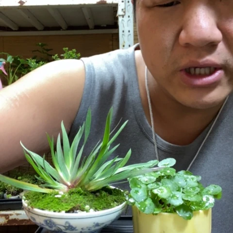 红陶一物一拍所见即所得19