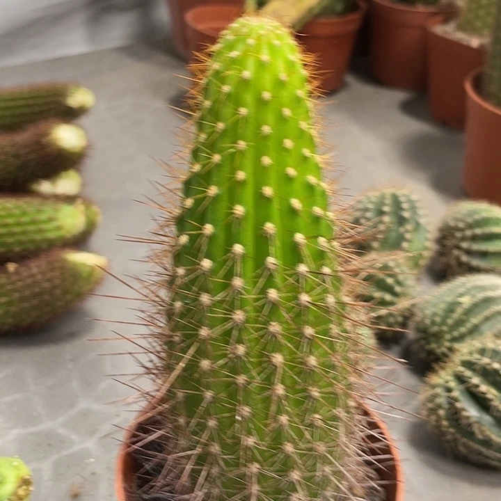 进口金妞金2自根一杯