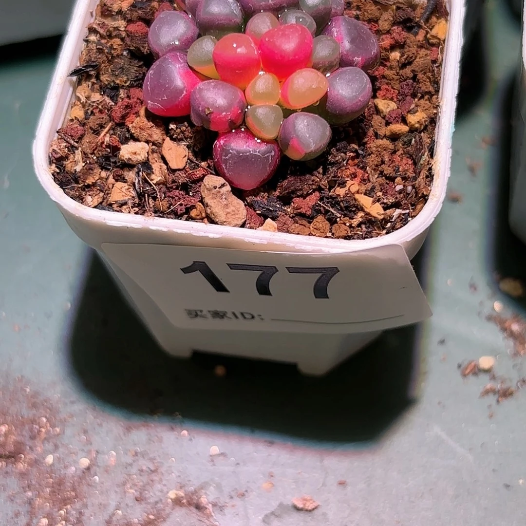 A****9177号五十铃玉锦多肉植物锦一物一拍带盆土