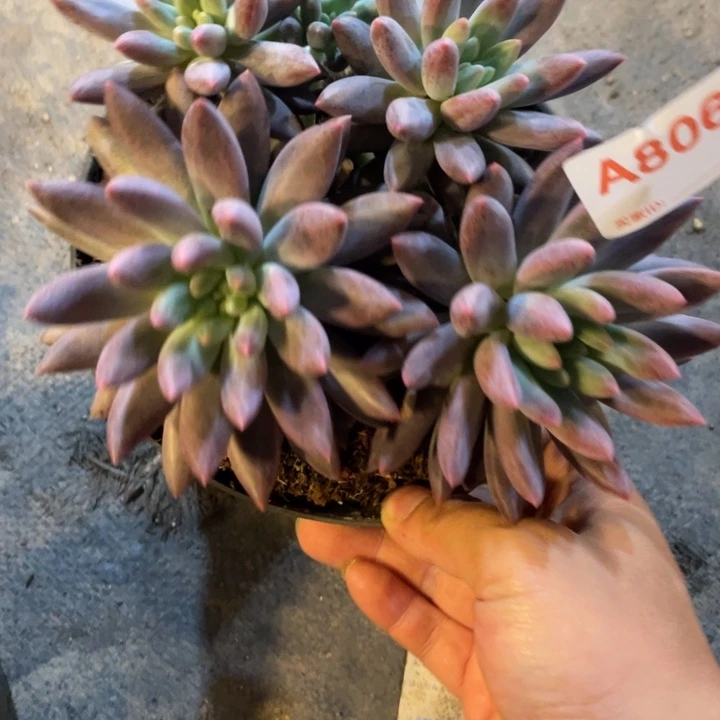 806 满20包邮脱土发货