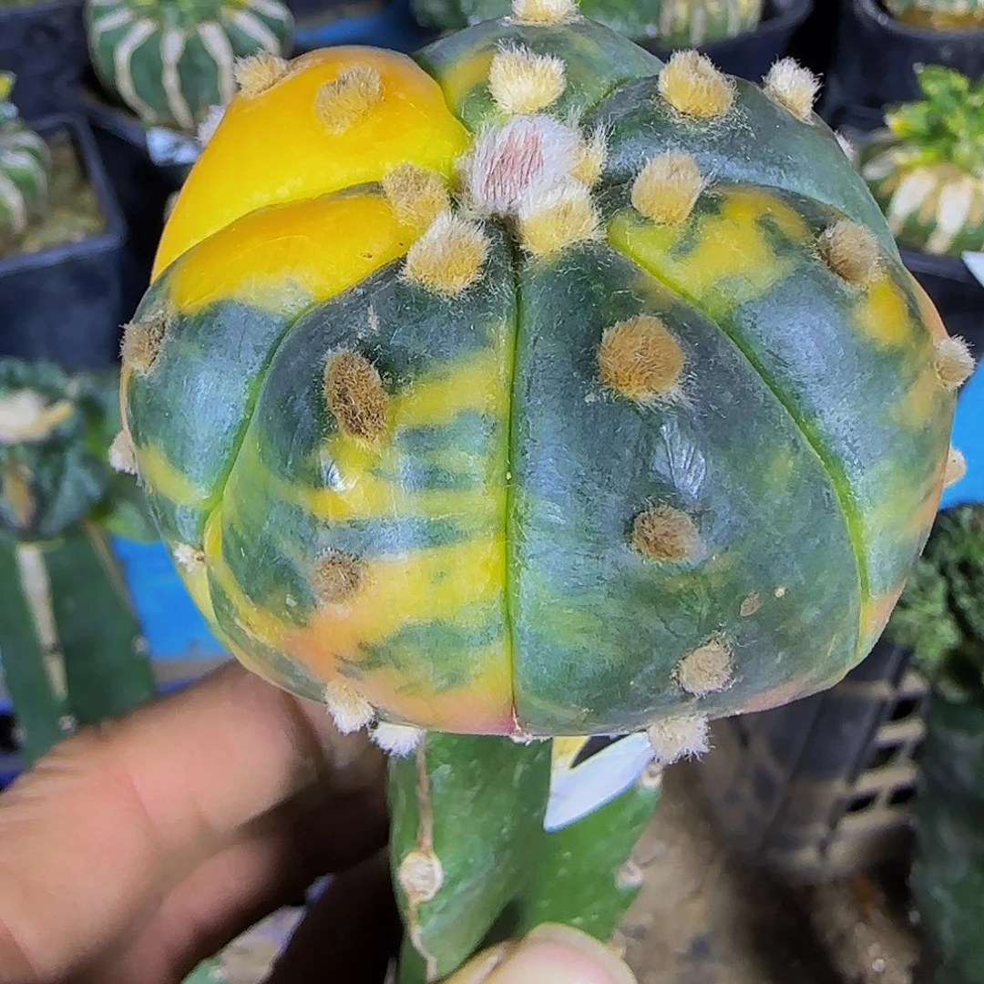 兜锦221仙人球开花