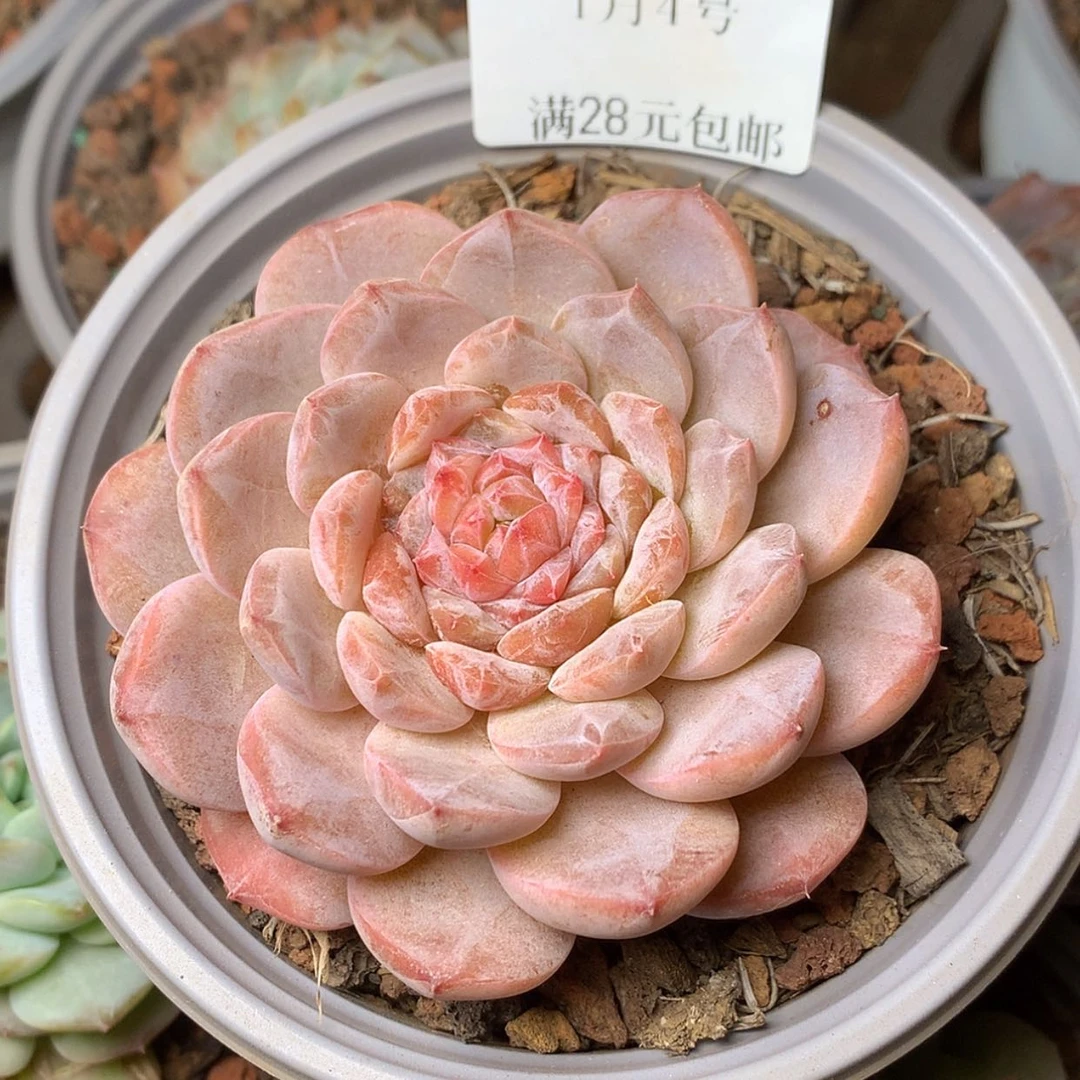 【闪购商品】云1011号