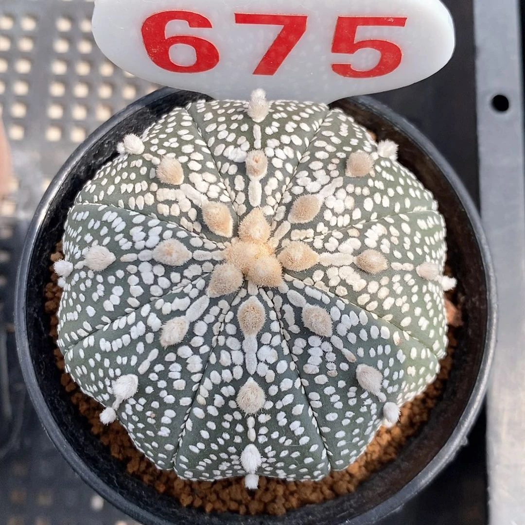 675奇迹兜福利来啦
